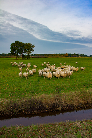 Schapen Drenthe