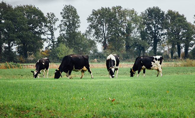 Koeien Drenthe