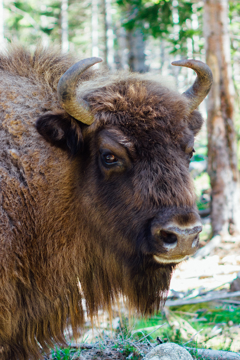 Réserve des Bisons d'Europe