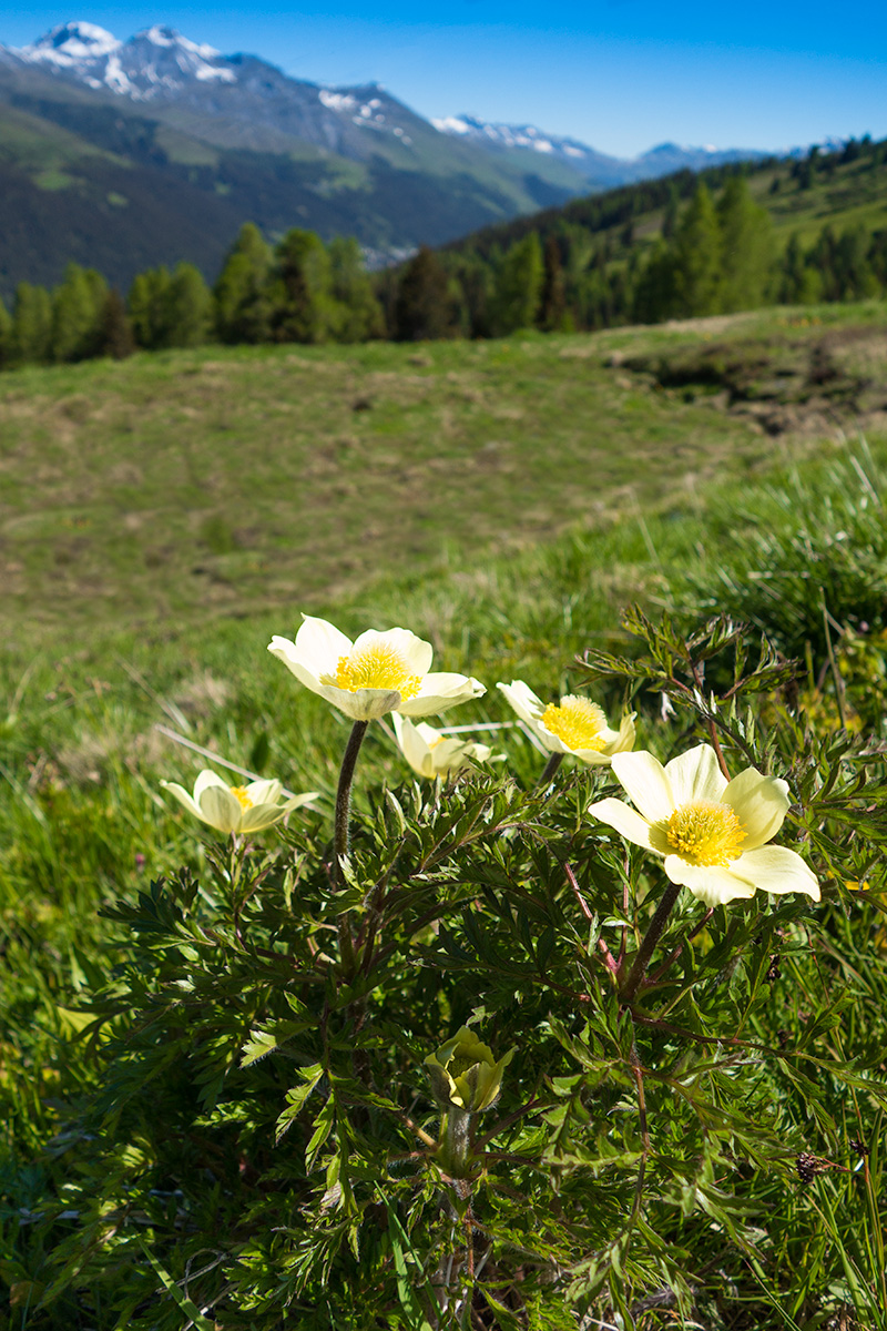 Rinerhorn